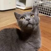 マンチカン(短足)【徳島県・男の子・2025年4月11日・ブルー】の写真4