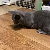 マンチカン(短足)【徳島県・男の子・2025年4月11日・ブルー】の写真5