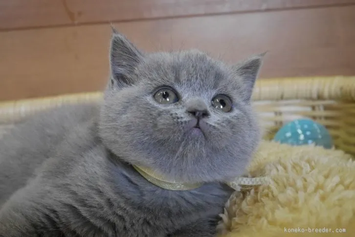 ID:1601-00438の子猫