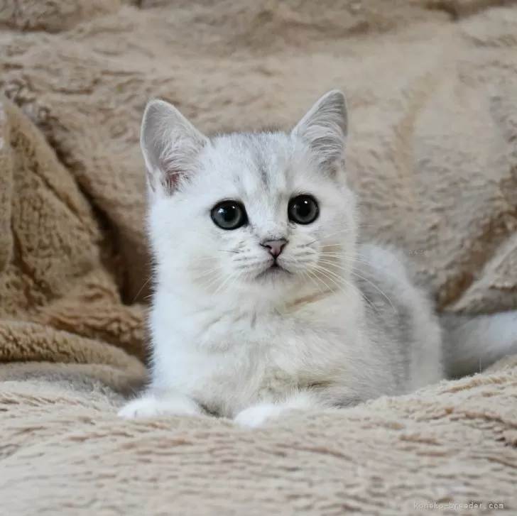 ID:2311-01859の子猫