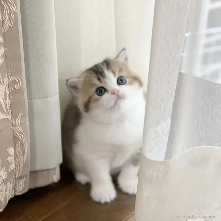 ID：2405-01132の子猫