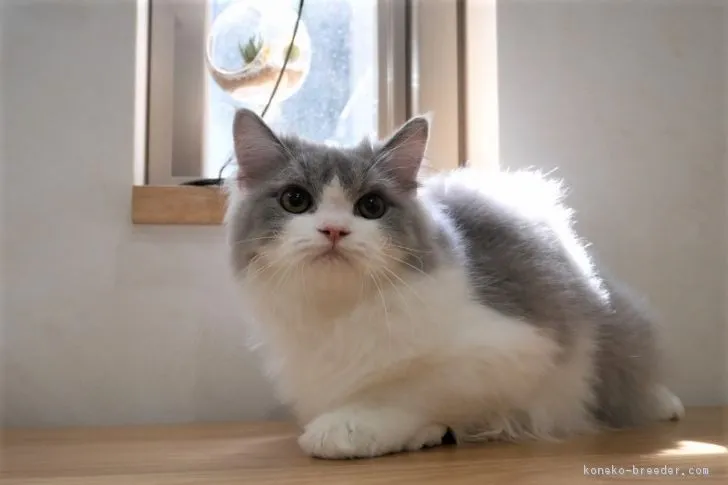ID:1809-00909の子猫