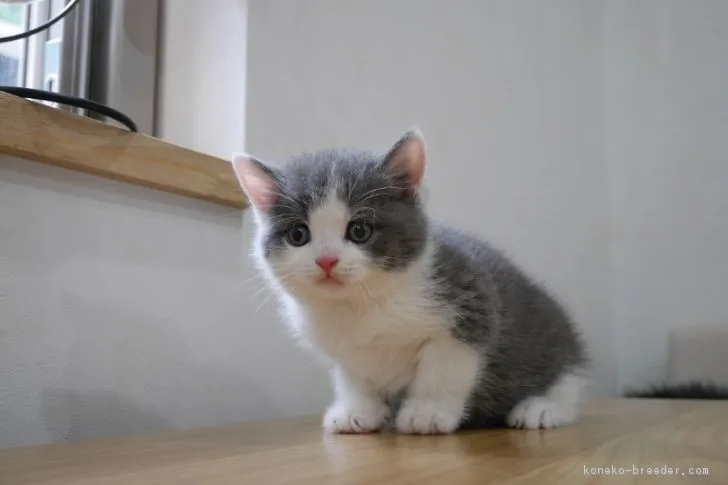 ID:1809-00712の子猫