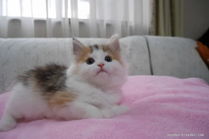 ID:1701-00297の子猫