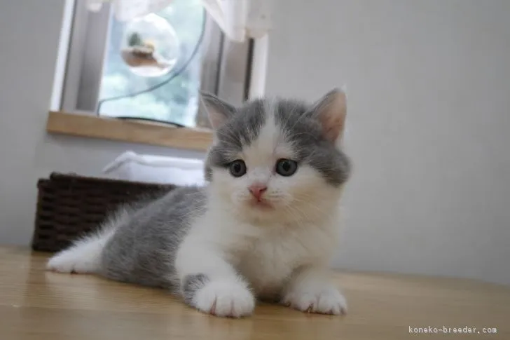 ID:1808-00947の子猫