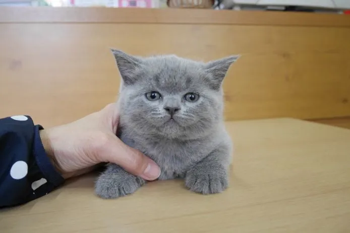 福ちゃん 様のお迎えした子猫