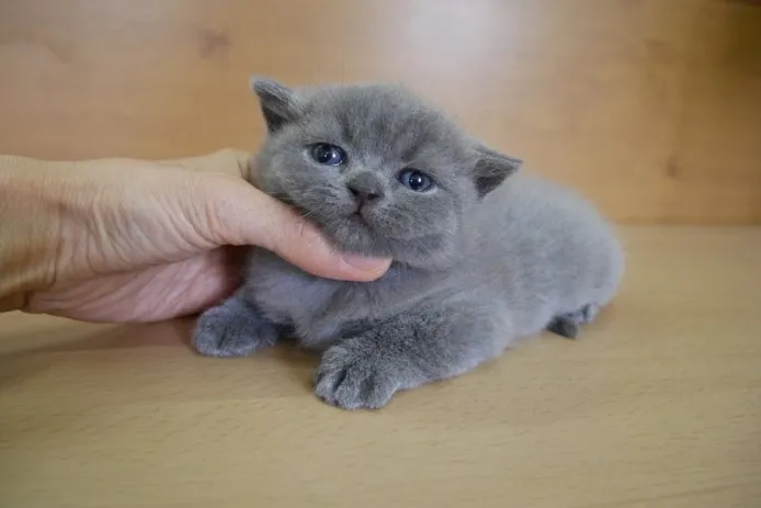 さくら 様のお迎えした子猫