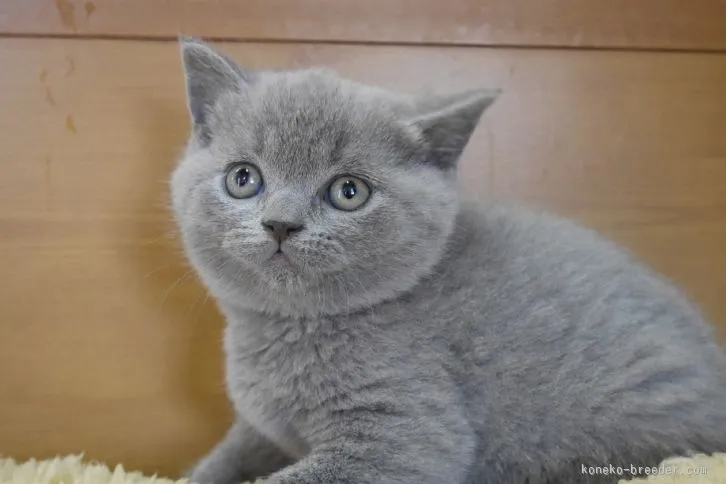 るんやん 様のお迎えした子猫