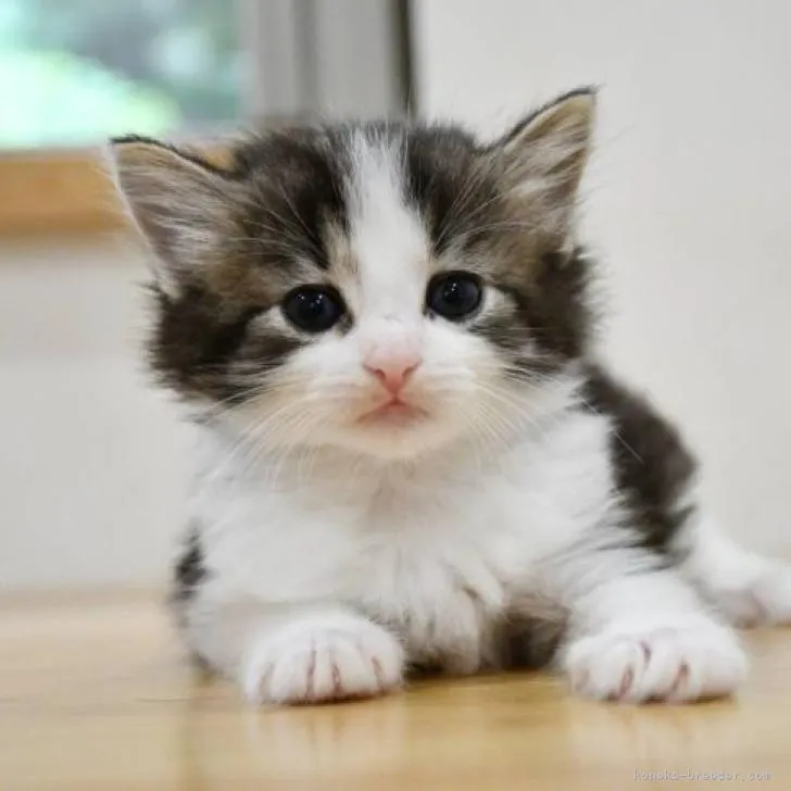 ID:2206-02946の子猫