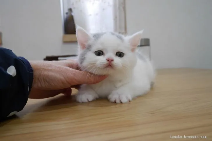 ID:1804-01316の子猫