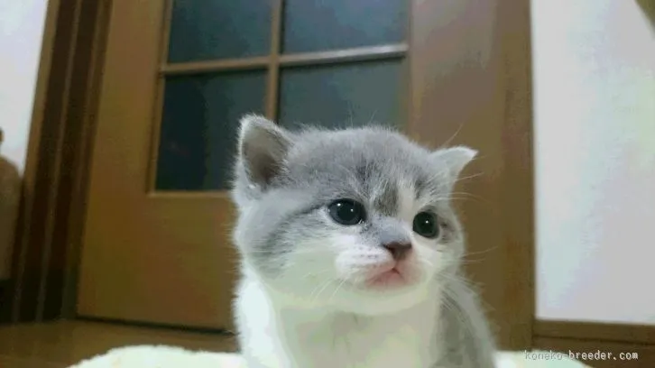 ID：1601-00176の子猫