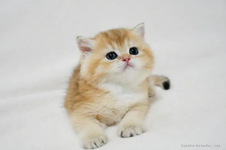 ID：2205-00174の子猫