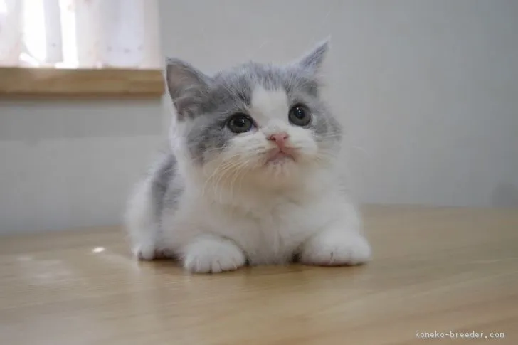 ID:1811-00634の子猫