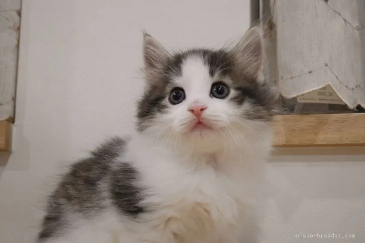 ID：1711-00883の子猫