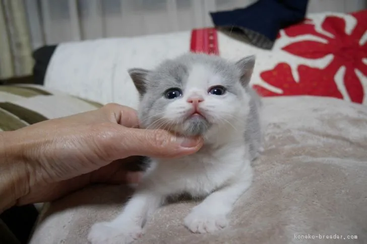 ID:1705-00418の子猫