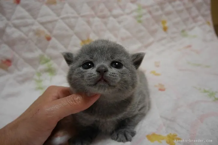 エマちゃんママ 様のお迎えした子猫