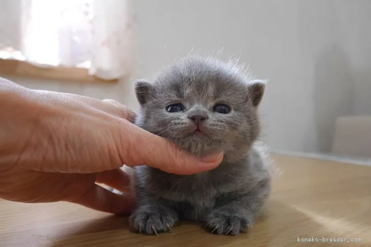 ID:1802-00376の子猫