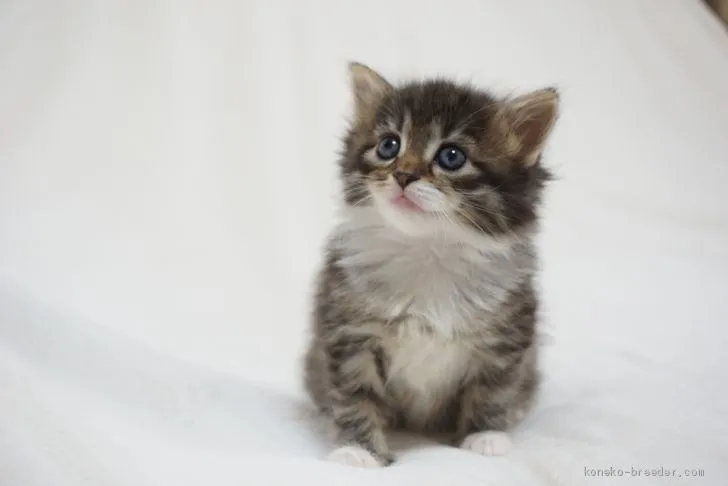 ID：2001-01306の子猫