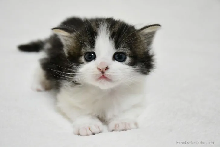 ID：2105-00537の子猫