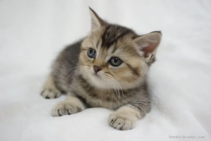 ID:2002-00321の子猫