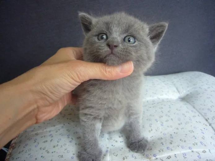 ID：1307-00083の子猫
