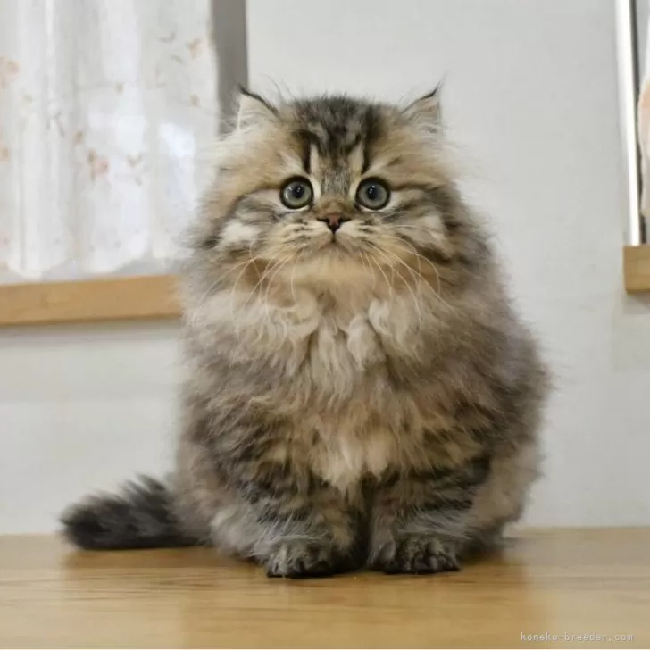 ID：2411-00343の子猫