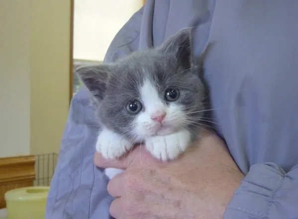 MM 様のお迎えした子猫