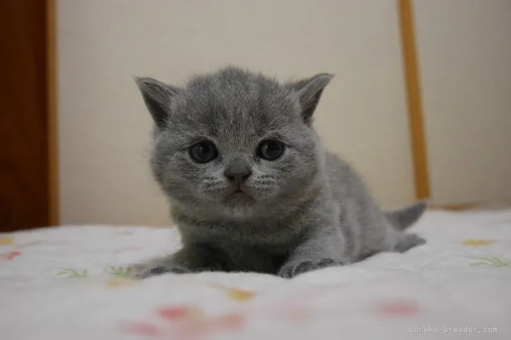 ID:1605-00735の子猫