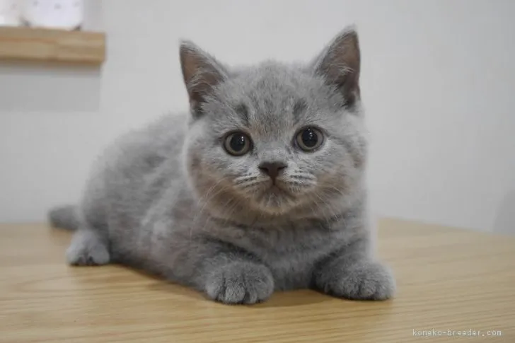 ID:1812-00306の子猫