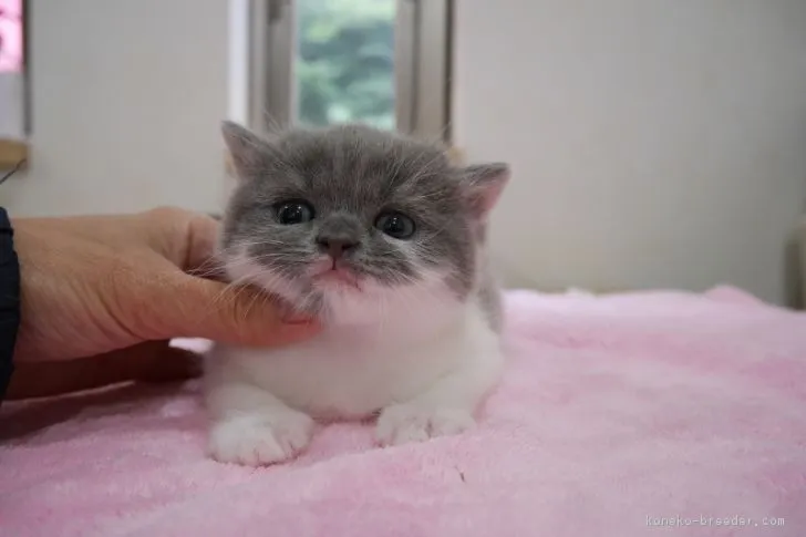 ID:1710-00680の子猫