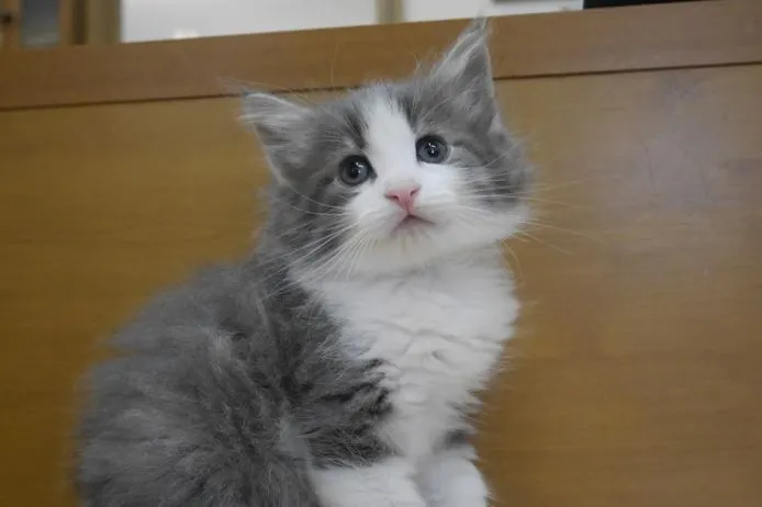 SUIKAメロン 様のお迎えした子猫