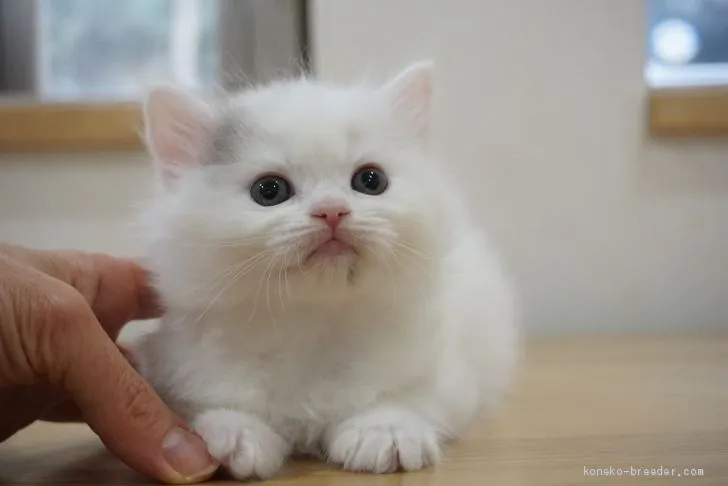 ID:1904-01480の子猫