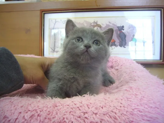 うにまま 様のお迎えした子猫