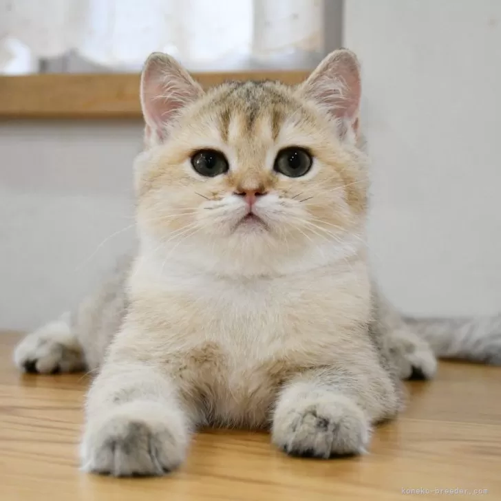 M.S 様のお迎えした子猫