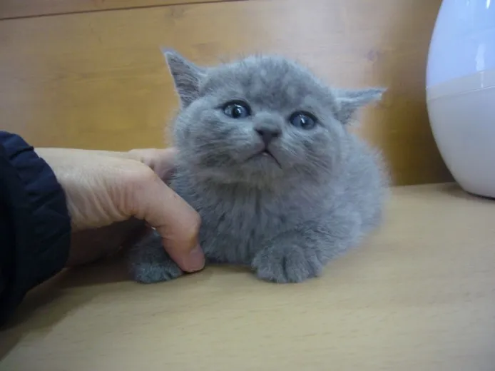 ID:1405-00041の子猫