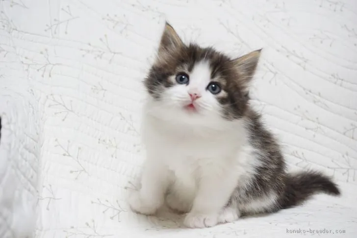 ID：1903-00555の子猫