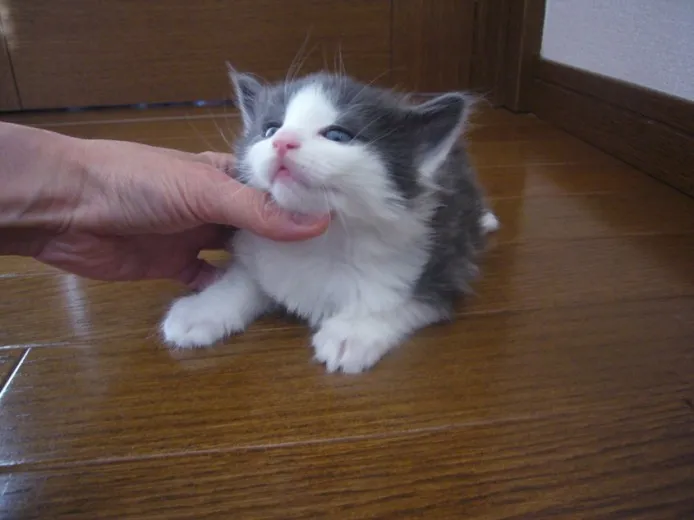 ID：1402-00178の子猫