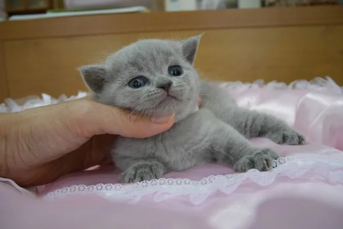 のりすけ 様のお迎えした子猫