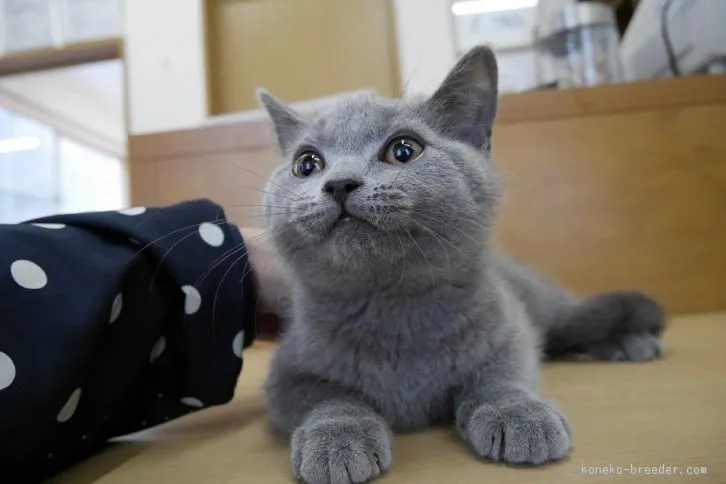 ハマッ子 様のお迎えした子猫