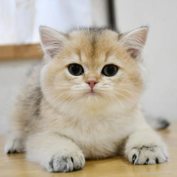 ぴとすとみ 様のお迎えした子猫