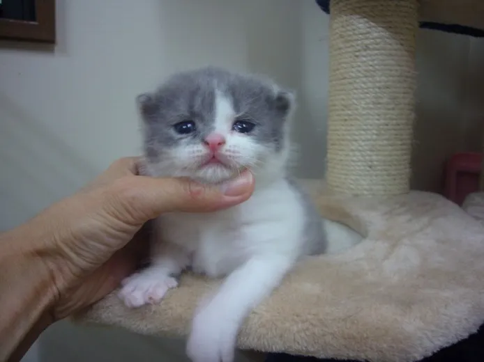 ポッチ 様のお迎えした子猫