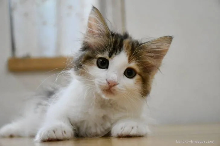 ID:2106-02220の子猫