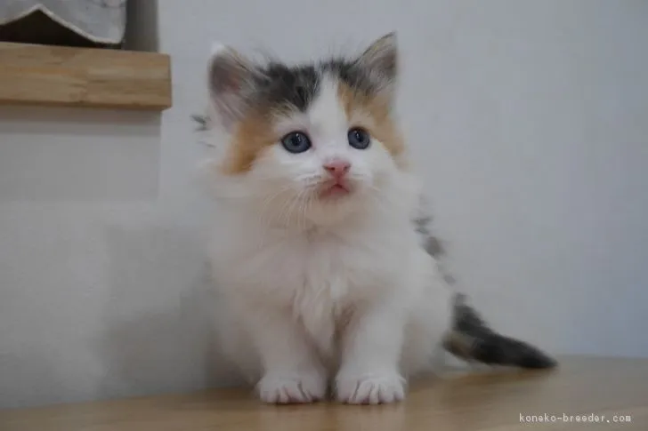ID：1803-00533の子猫