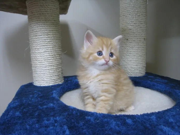 ID：1304-00262の子猫