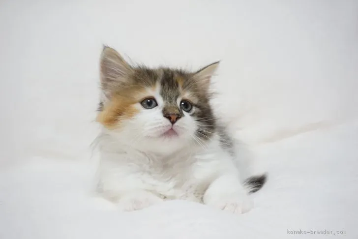 ID：2007-00342の子猫