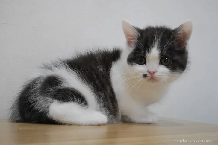 ID：1804-00818の子猫