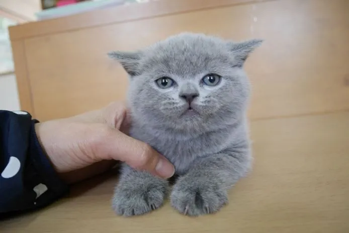 tetsu 様のお迎えした子猫