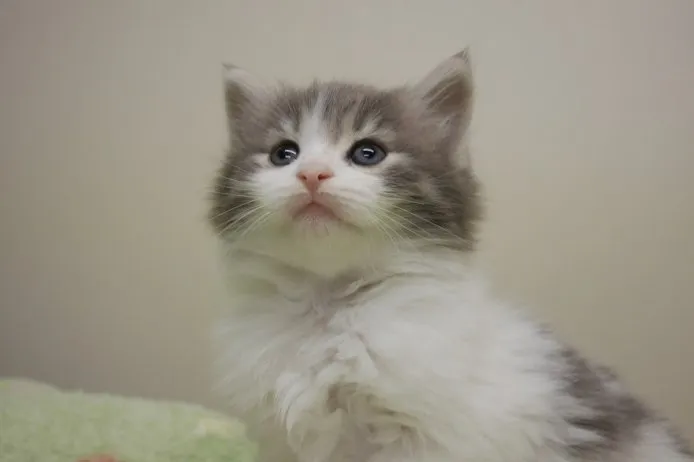 ID：1411-00088の子猫