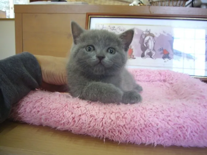 ID：1305-00016の子猫