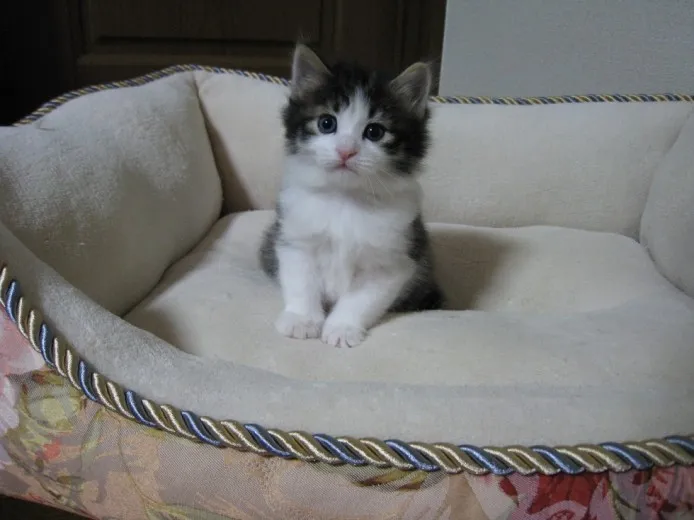 ID：1404-00276の子猫